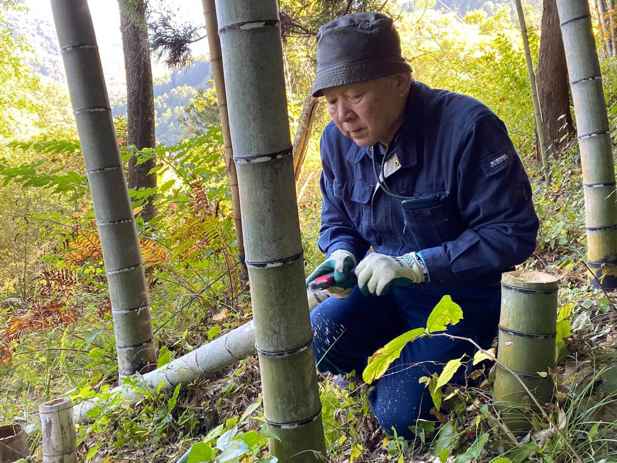 優しい声をかけながら手作業で竹を切りだすクマちゃん
